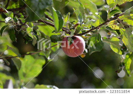 Rotten red apple on a tree in sunny weather. Spoiled apple on a branch. Rotten red apple on a tree in sunny weather. Spoiled apple on a branch. 123311854