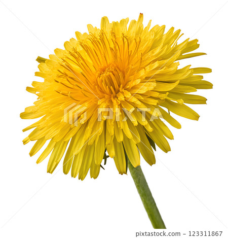 Yellow dandelion flower isolated on transparent background, spring flower, floral element Yellow dandelion flower isolated on transparent background, spring flower, floral element 123311867