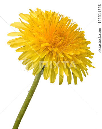 Yellow dandelion flower isolated on transparent background, spring flower, floral element 123311868