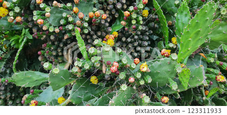 A lot of cactuses with flowers A lot of cactuses with flowers 123311933