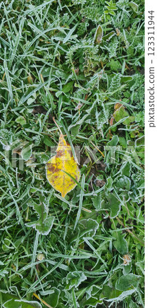 Frozen yellow leaf on green grass Frozen yellow leaf on green grass 123311944