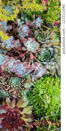 Different succulents and green plants Different succulents and green plants 123311946