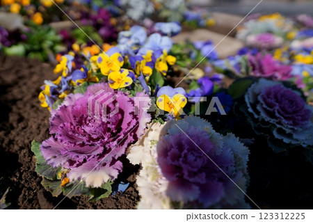 觀賞白菜 觀賞白菜 123312225