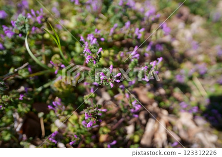 Lamium amplexicaule 123312226