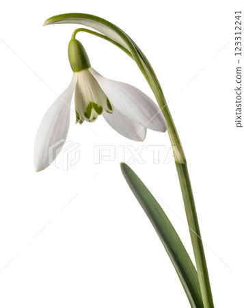 Snowdrop flower isolated on transparent background, early spring bloom, white flower, floral design, fresh blossom, seasonal flower 123312241