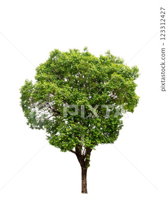 Isolated trees on white background. high qaulity tree on white background, full frame camera shoot for high resolution picture for both printing and web pages. Isolated trees on white background. high qaulity tree on white background, full frame camera shoot for high resolution picture for both printing and web pages. 123312427