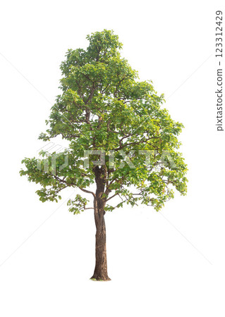 Isolated trees on white background. high qaulity tree on white background, full frame camera shoot for high resolution picture for both printing and web pages. 123312429