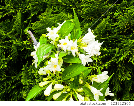 Flowering brunch of Weigela in late spring 123312505