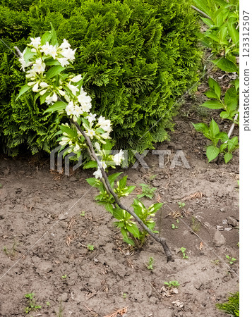 Weigela blooms in late spring. Weigela florida Candida. Weigela blooms in late spring. Weigela florida Candida. 123312507