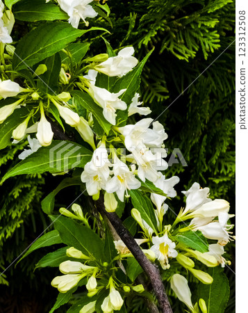 Weigela blooms in late spring. Weigela florida Candida. Close-up Weigela blooms in late spring. Weigela florida Candida. Close-up 123312508