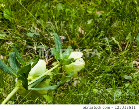 Helleborus viridis or green hellebore. Poisonous toxic plant with small green flowers petals. Helleborus viridis or green hellebore. Poisonous toxic plant with small green flowers petals. 123312611