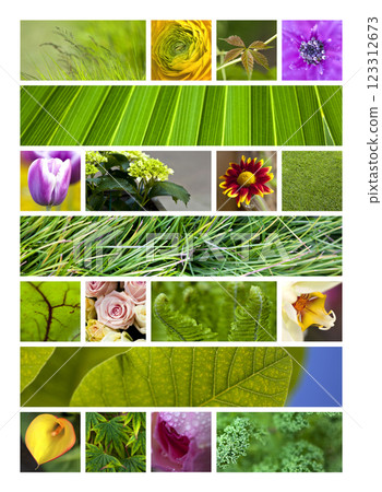 Flowers and leaves Flowers and leaves 123312673