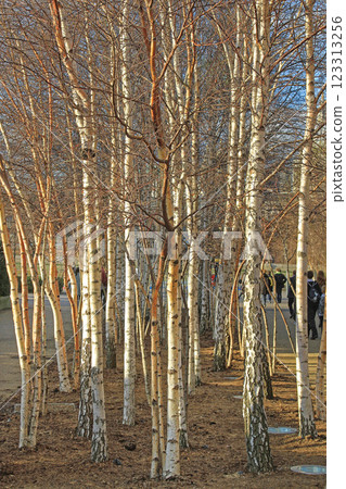 Birch Wood Trees 123313256
