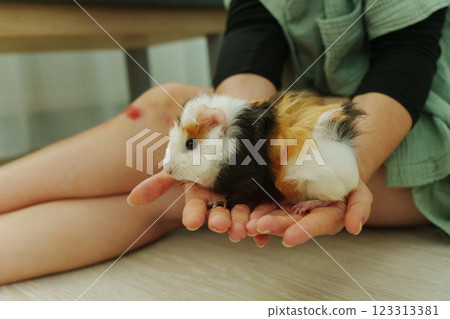 Friendly guinea pig being lovingly cradled in a person hands, showcasing its unique fur Friendly guinea pig being lovingly cradled in a person hands, showcasing its unique fur 123313381