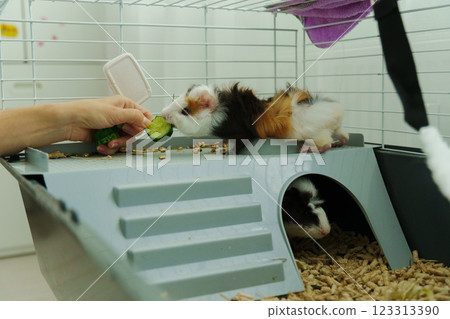 Gentle hand offers a crisp slice of cucumber, the inquisitive guinea pig emerges, savoring the refreshing treat with delight 123313390