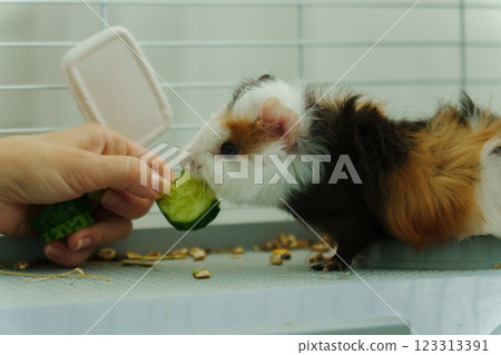 Guinea pig peeks out of its cozy habitat while enjoying a refreshing slice of cucumber in the early 123313391