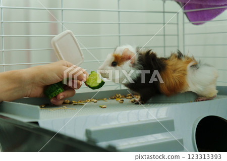 Guinea pig peeks out of its cozy habitat while enjoying a refreshing slice of cucumber in the early Guinea pig peeks out of its cozy habitat while enjoying a refreshing slice of cucumber in the early 123313393