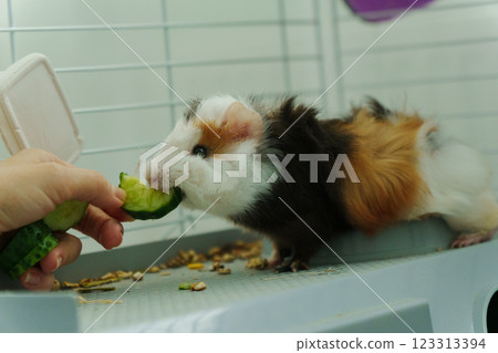 Guinea pig peeks out of its cozy habitat while enjoying a refreshing slice of cucumber in the early Guinea pig peeks out of its cozy habitat while enjoying a refreshing slice of cucumber in the early 123313394