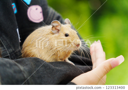 Friendly squirrel is gently cradled in a person hand, enjoying the warmth of the afternoon sun. 123313400