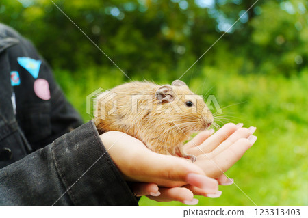 A curious squirrel explores the cozy lap of its owner on a sunny afternoon in a vibrant garden 123313403