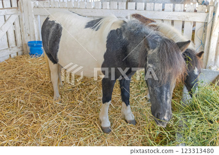 Pony Horse in Stable 123313480