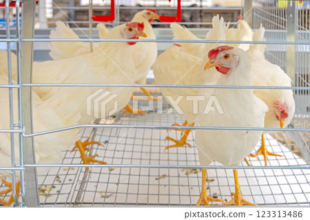 White Chickens Wire Cage 123313486