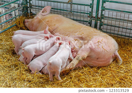 All Piglets Suckling Sow 123313529