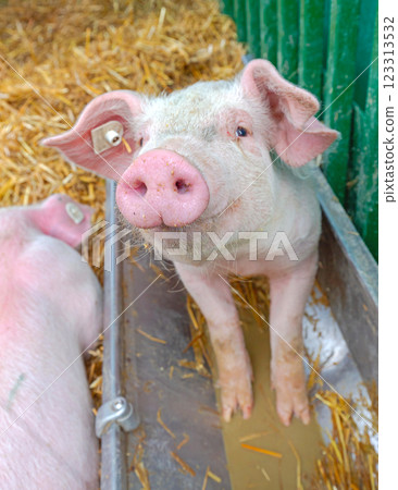 Cute Pig Snout Farm Cute Pig Snout Farm 123313532