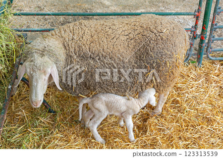 Newborn Lamb Suckling Ewe Newborn Lamb Suckling Ewe 123313539