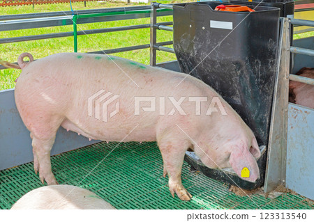 Pig Feeding System Pig Feeding System 123313540