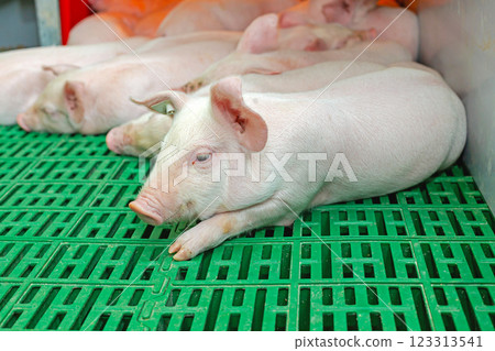 Piglet at Modern Farm Piglet at Modern Farm 123313541