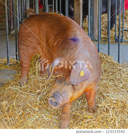 Red Pig Hog 123313542