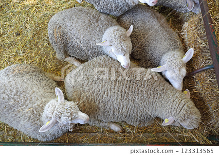 Sheep Top View 123313565