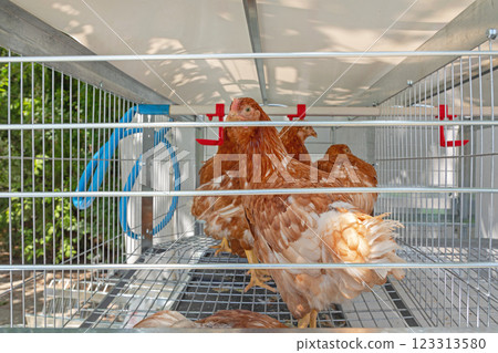 Brown Chickens Wire Cage 123313580