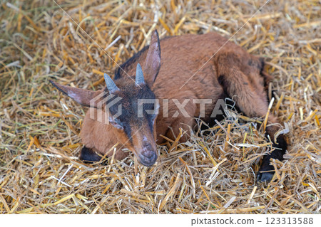 One Brown Goat 123313588
