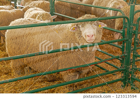 Sheep in Pen at Farm 123313594