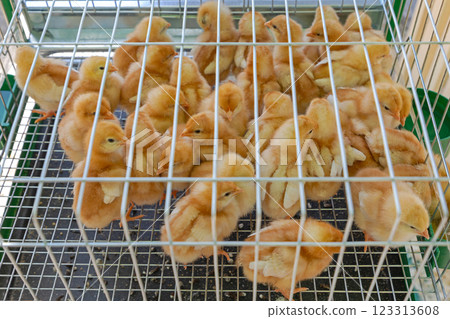 Newborn Chicks in Cage Newborn Chicks in Cage 123313608