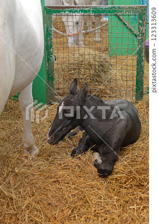 Newborn Foal Horse Stable 123313609