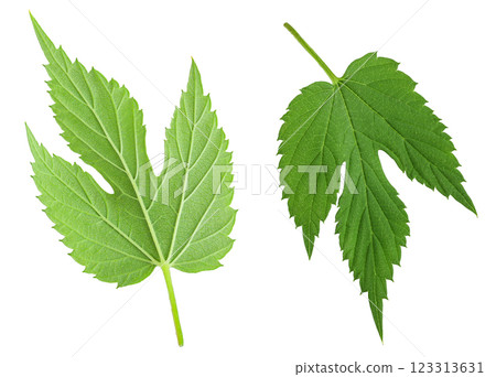 Hop cone leaves isolated on white background. Beer brewing ingredients 123313631