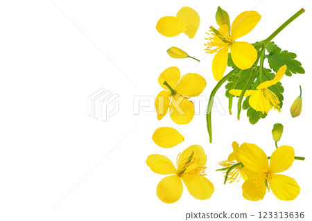 Celandine flower isolated on white background. Top view with copy space for your text. Flat lay Celandine flower isolated on white background. Top view with copy space for your text. Flat lay 123313636