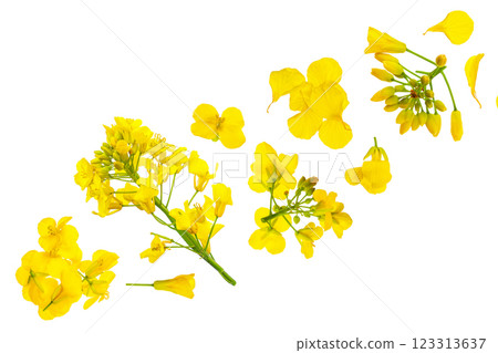 Rapeseed flowers isolated on white background, Top view. Flat lay Rapeseed flowers isolated on white background, Top view. Flat lay 123313637