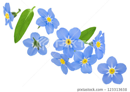 forget-me-not flowers isolated on white background. Top view. Flat lay 123313638