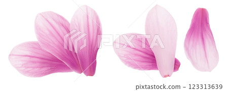 Pink magnolia flower petal isolated on white background with full depth of field. Top view. Flat lay Pink magnolia flower petal isolated on white background with full depth of field. Top view. Flat lay 123313639