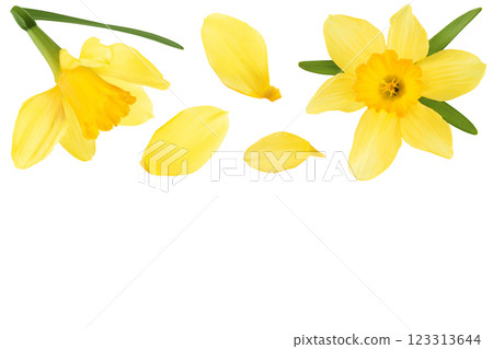 Daffodil flower or narcissus isolated on white background. Top view with copy space for your text. Flat lay 123313644