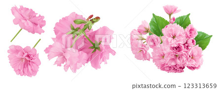 Sakura flower cherry blossom isolated on white background with full depth of field. Top view. Flat lay 123313659