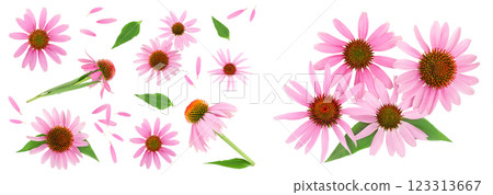 Coneflower or Echinacea purpurea isolated on white background, Top view. Flat lay. 123313667