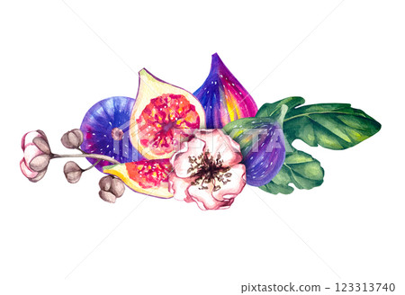 Watercolor hand drawn fig isolated on white Watercolor hand drawn fig isolated on white 123313740