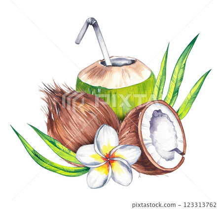 Watercolor coconut hand drawn nut Watercolor coconut hand drawn nut 123313762