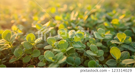 Wild Purslane in a Field at Golden Hour 123314029