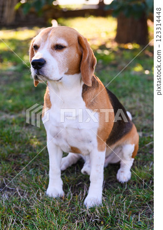Beagle sitting on grass and looking to the side. Beagle sitting on grass and looking to the side. 123314448